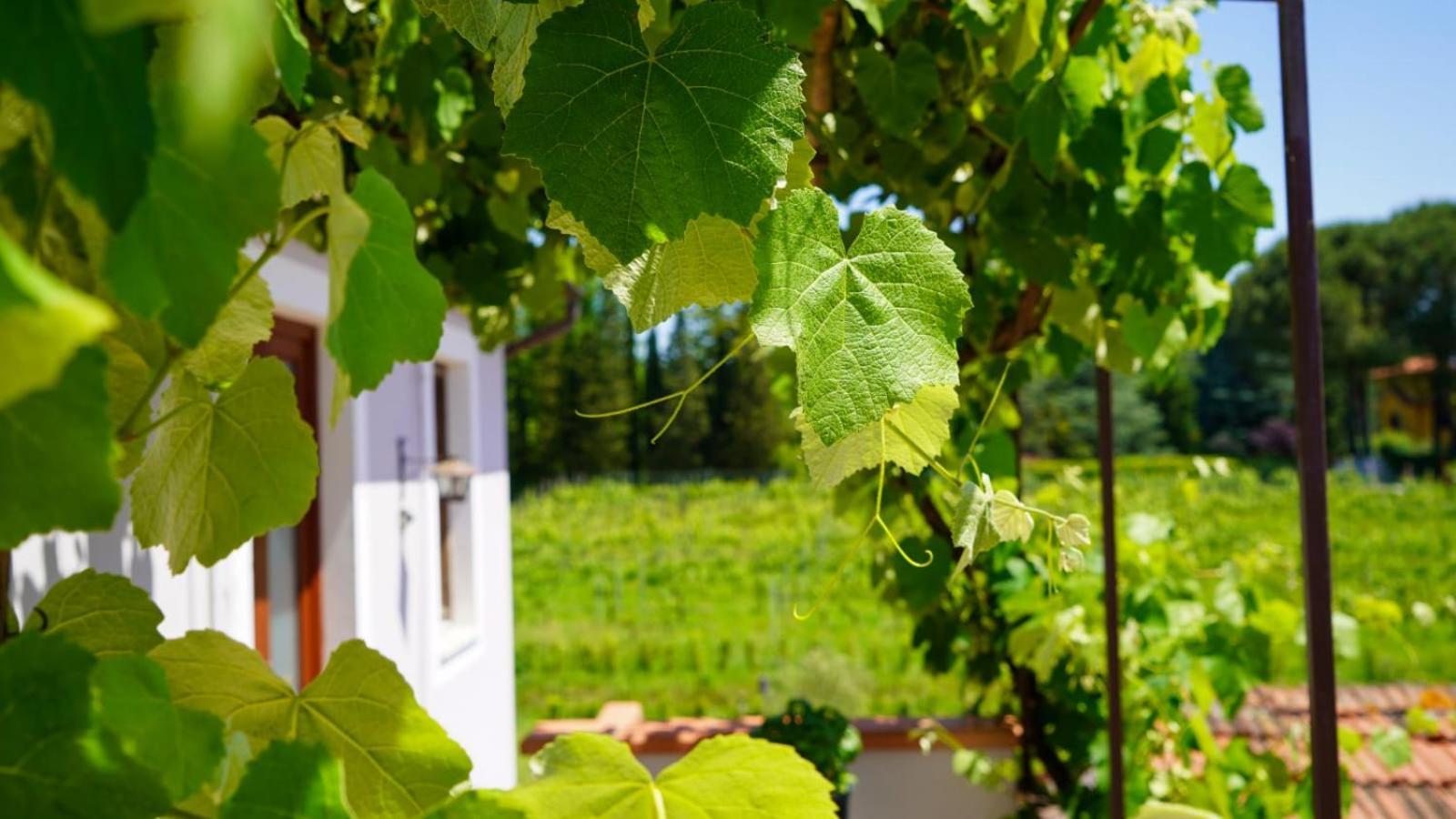 Wine House Bed and Breakfast Capannori Buitenkant foto