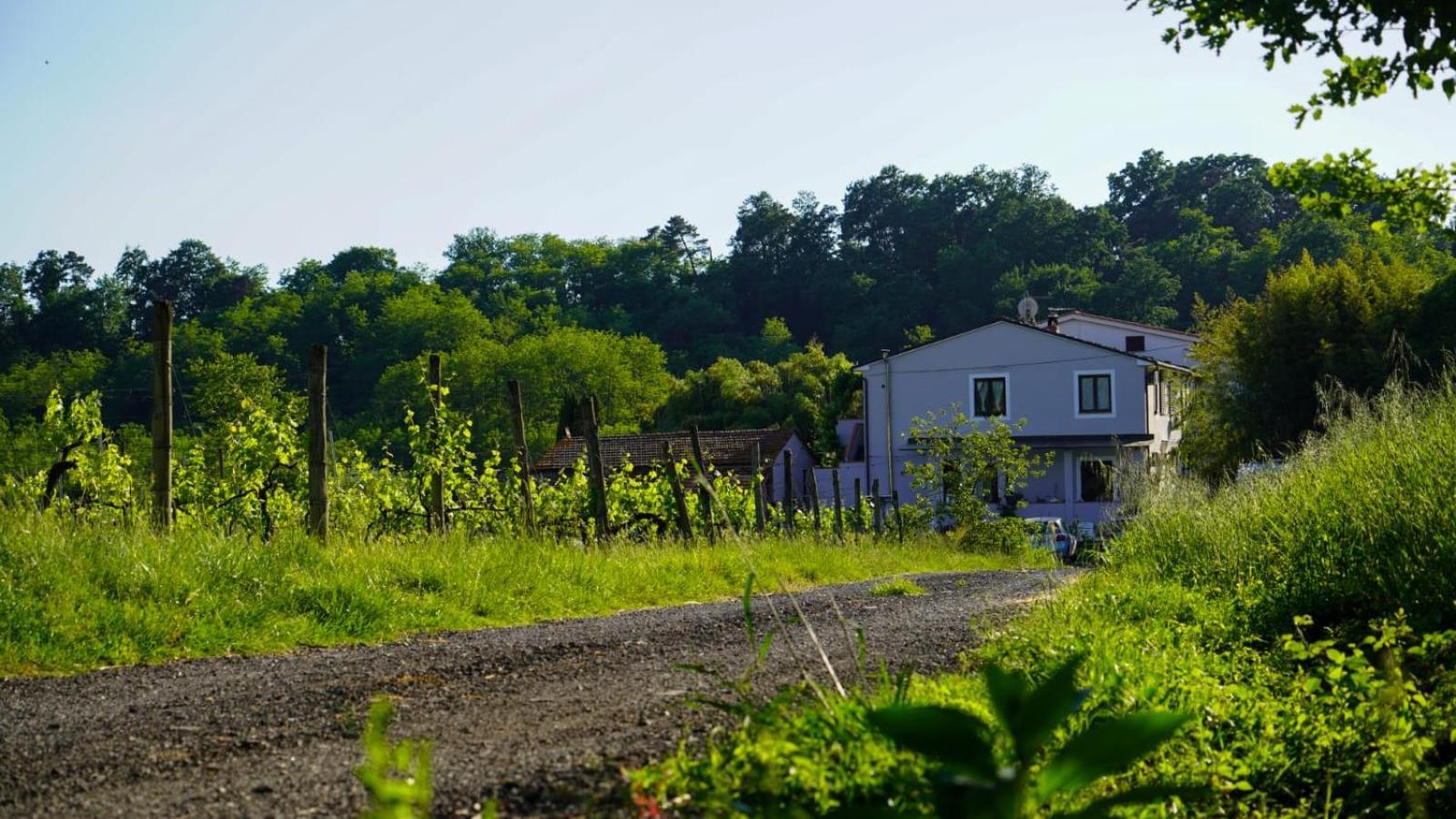 Wine House Bed and Breakfast Capannori Buitenkant foto