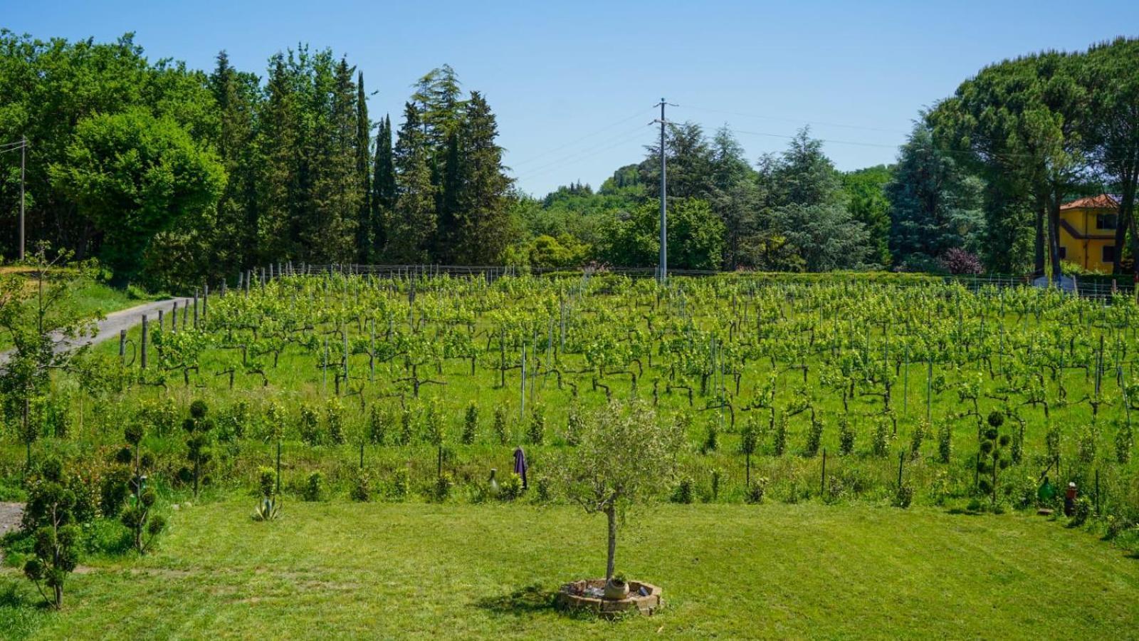 Wine House Bed and Breakfast Capannori Buitenkant foto