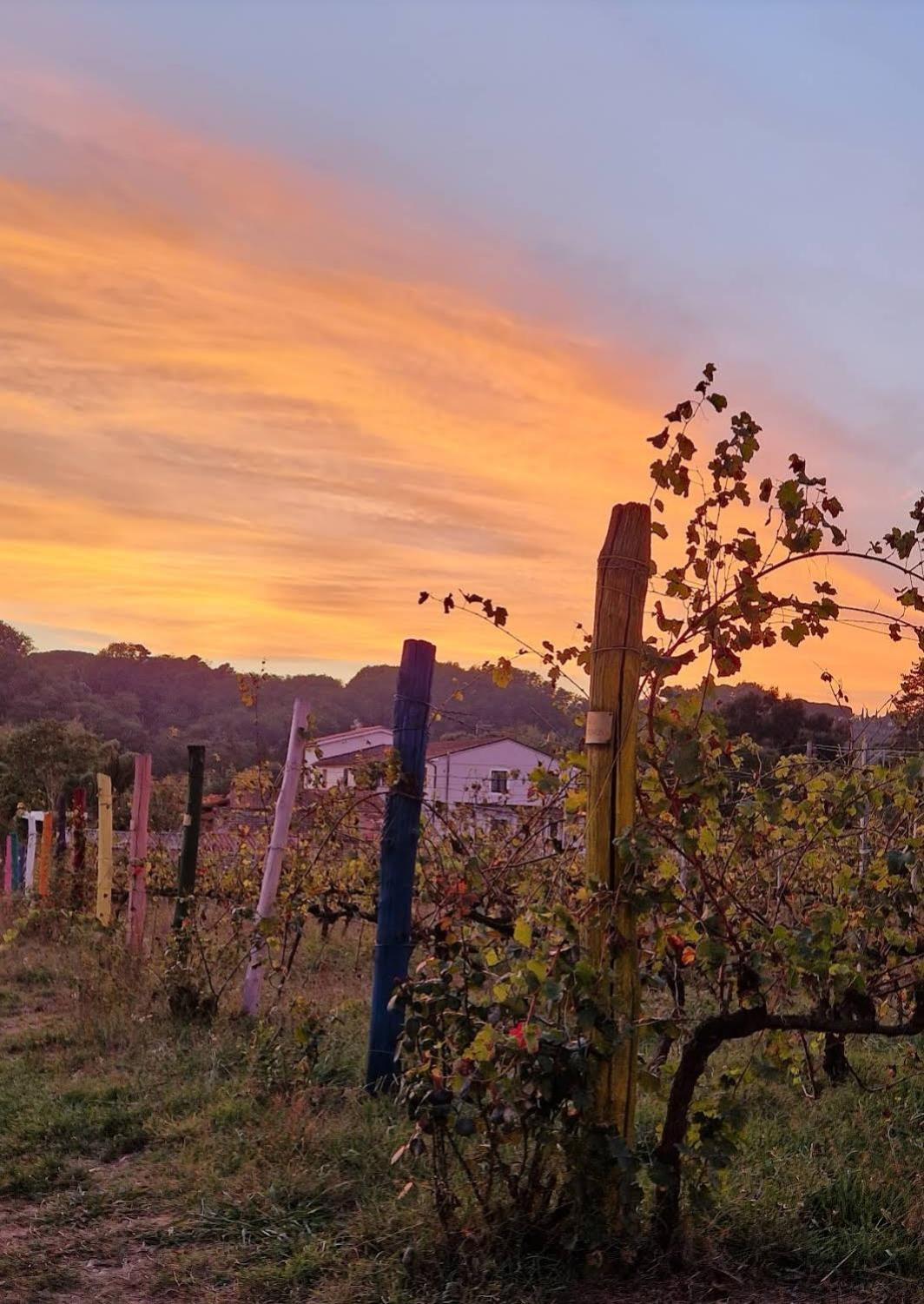 Wine House Bed and Breakfast Capannori Buitenkant foto